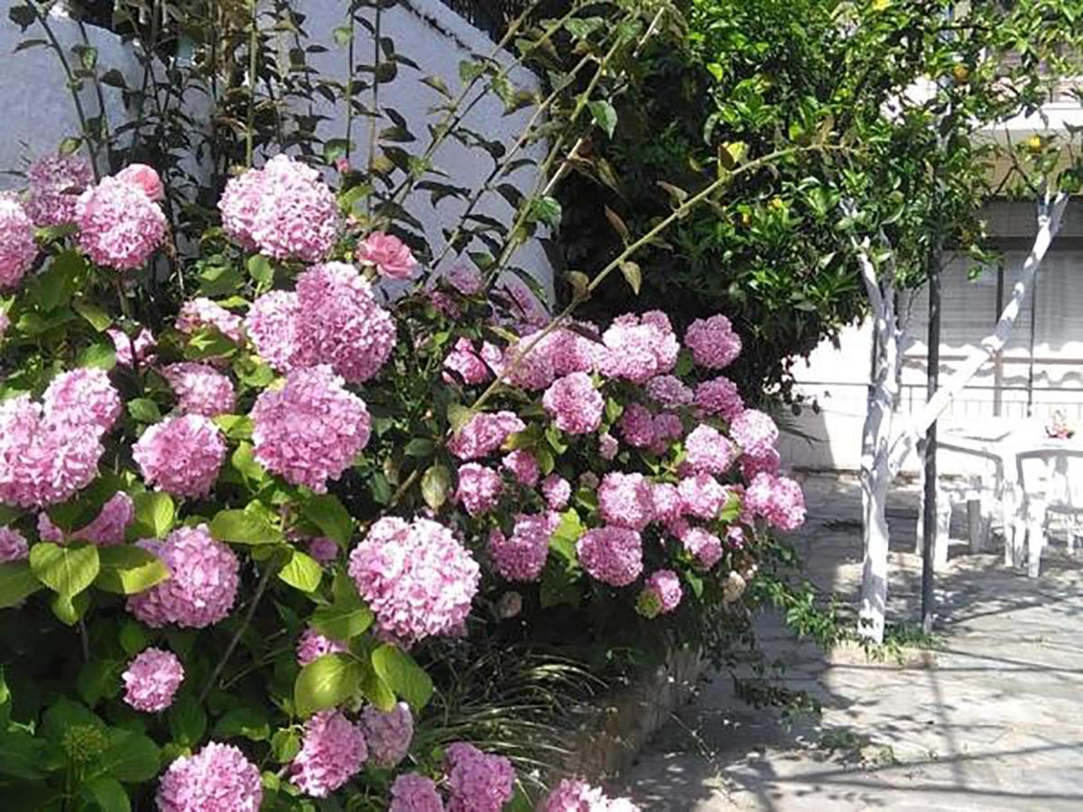 Aragorn Paradise Garden 莫拉蒂卡 外观 照片